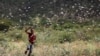 New Swarms of Locusts Threaten Crops, Food Security in Ethiopia