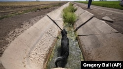 Farmer Larry Cox walks as his dog, Brodie, soaks in a water canal at his farm Aug. 15, 2022, near Brawley, Calif. (AP Photo/Gregory Bull)
