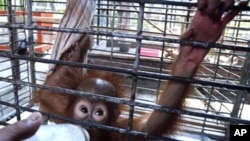 Orangutan populations in Indonesia's Borneo and Sumatera island are facing severe threats from habitat loss, illegal logging, fires and poaching. Conservationists predicted that without immediate action, orangutans are likely to be the first great ape to