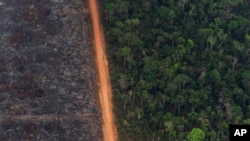 Sebuah hutan rimbun bersebelahan dengan bidang pohon hangus di Vila Nova Samuel, Brazil, Selasa, 27 Agustus 2019. Asap yang tersisa di Amazon menyebabkan kekhawatiran akan berdampak pada masalah pernapasan, terutama di kalangan anak-anak. (Foto: AP)