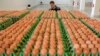 Denmark Hadapi Masalah Telur Tercemar pada Jaringan Pasokan Makanan