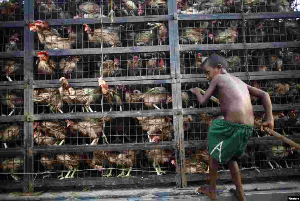 Seorang anak laki-laki mengumpulkan telur-telur di sebuah pasar ayam di Dhaka, Bangladesh.