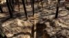 Since Ukrainian Armed Forces reclaimed the town of Izium, experts have exhumed the bodies of many Ukrainians who died during the war. The human remains are being sent to Kharkiv.
