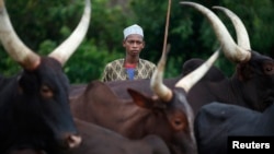 FILE - A man from the Peuhl tribe stands in front of cattle at a village outside Bambari, Central African Republic, May 30, 2014.