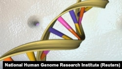 CRISPR has the power to revolutionize gene editing with spectacular achievements in 2015 including the potential to stop malaria in its tracks.