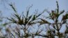 Liberians Flee Caterpillar Invasion