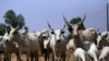 Fulani Sun Koka kan Halin Da Suke Ciki