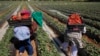Campagne agricole "remarquable" attendue cette année au Maroc
