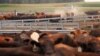 US, Britain Clash Over Farming Issues During Trade Talks