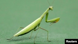 Los científicos centraron su trabajo en animales invertebrados, los artrópodos, incluidos insectos, crustáceos y arácnidos.