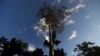 Study: Illegal Fishing, Harm to Amazon Forest Linked to Tax Havens