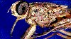 African Livestock May Benefit From A Scientific Breakthrough In Fighting Tsetse Fly Parasite