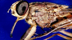 African Livestock May Benefit From A Scientific Breakthrough In Fighting Tsetse Fly Parasite