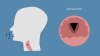 Scientists Grow Vocal Cord Tissue