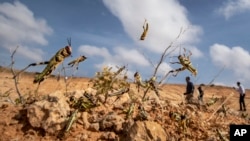FILE - Young locusts that have not yet grown wings jump in the air as they are approached, as a visiting delegation from the Food and Agriculture Organization (FAO) observes them, in the desert near Garowe in the Puntland region of Somalia.
