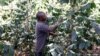 Longtime Kenya Coffee Farmers Eye New Path