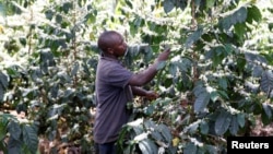 A farmer examines his coffee plantation in Kirinyaga near Nyeri, Kenya, March 14, 2018.