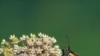 US Scientists Unlock Clues to Mystery of Butterfly Migration