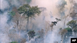 The forest burns near Prey Long, Cambodia in this undated handout photo. Senior government officials and tycoons in Cambodia, including relatives of the prime minister, are illegally felling some of that country's last, once great forests while internatio