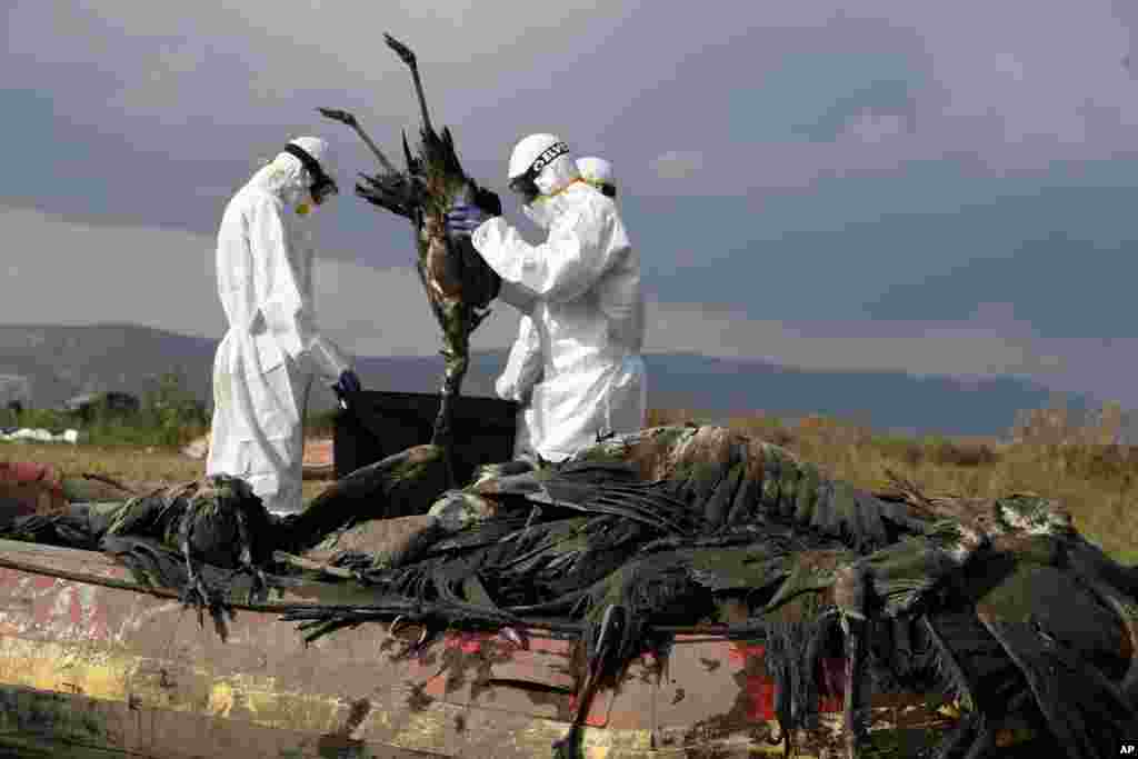 Workers put a dead crane in a bag at the Hula Lake conservation area, north of the Sea of Galilee, in northern Israel, Jan. 2, 2022. Bird flu has killed thousands of migratory cranes and threatens other animals in northern Israel amid what authorities say is the deadliest wildlife disaster in the nation's history.