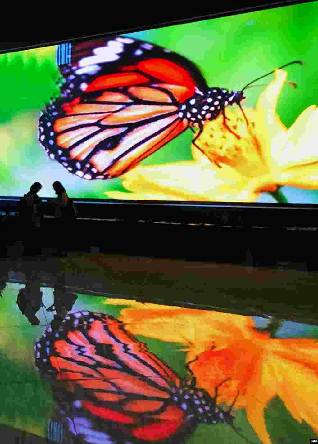 Attendees walk in front of a huge screen showing an image of a monarch butterfly image during the COP13 to the Convention on Biological Diversity in Cancun, Mexico. COP13, which runs until Dec. 17 in the seaside resort of Cancun, is expected to focus on the combat against the illegal trafficking of species. 