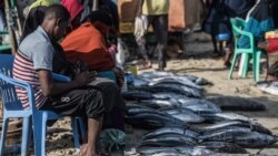 Pressão pesqueira pode delapidar espécies moçambicanas, alerta sociedade civil