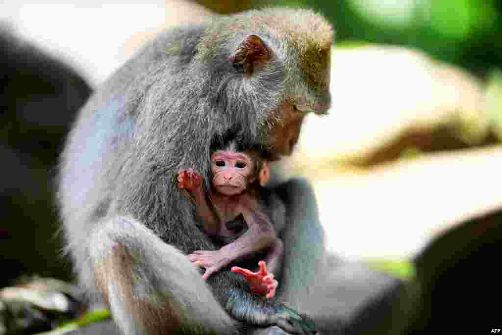 ស្វាកន្ទុយវែងនៅបាលី Macaca fascicularis ត្រូវបានគេថតរូបនៅក្នុងព្រៃស្វាមួយនៅ Ubud កោះបាលីប្រទេសឥណ្ឌូណេស៊ី។