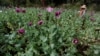 Myanmar’s Economic Meltdown Likely to Push Opium Output Up, Says UN