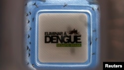 FILE - Mosquitoes with the dengue-blocking Wolbachia bacteria were released in the Tubiacanga neighborhood in Rio de Janeiro, Sept. 24, 2014. Similar actions took place in Australia, Vietnam and Indonesia to fight dengue fever.
