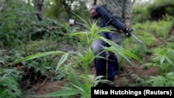 Une culture du cannabis à Eswatini, le 24 mai 2005.