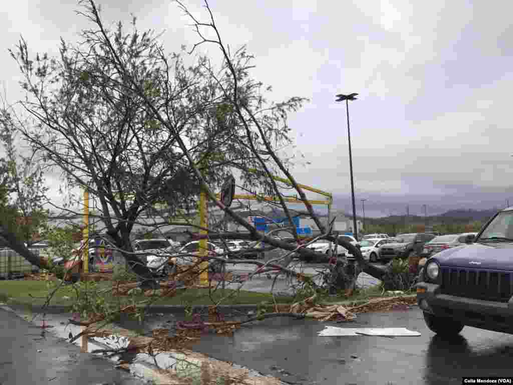 Árboles caídos en calles de Puerto Rico por el paso de huracán María. Trump llamó "ingratos" a quienes cuestionan la ayuda de su gobierno para reconstruir la isla.