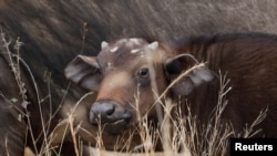 A buffalo's calf is seen at the Nairobi National Park