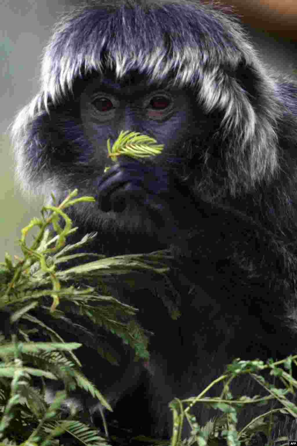 Seekor kera jawa yang langka, makan daun di pusat karantina 'Javan Langur' di luar kota Malang, Jawa timur.