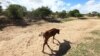 Zimbabwe Looks to the Sun as Drought Hits Hydropower