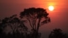 WWF: Earth Biodiversity Declining Rapidly