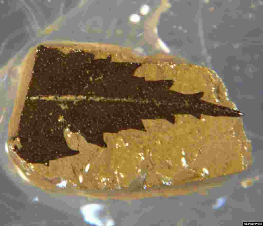 This 24,700 year-old leaf dated by radiocarbon was found in sediment cores from Japan’s Lake Suigetsu. (Credit: Richard Staff)