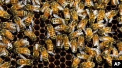 "Busy as a bee" is just one of our expressions that comes from the insect world. (FILE PHOTO)