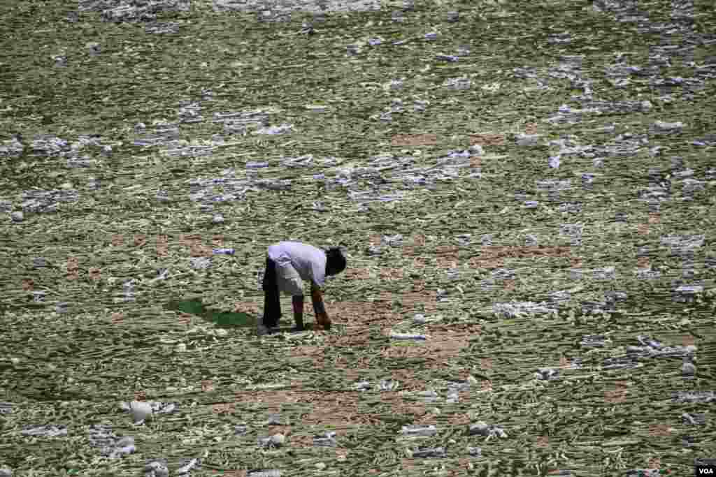 A volunteer lays artificial bones at the "One Million Bones" installation on the National Mall, Washington, D.C, June 8, 2013. (Jill Craig/VOA)