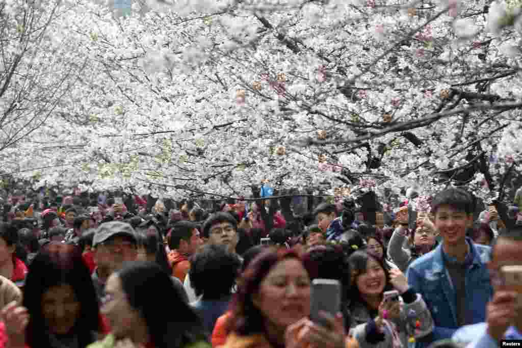 2017年3月21日,中国江苏省南京市,花海,人海,游客自拍。