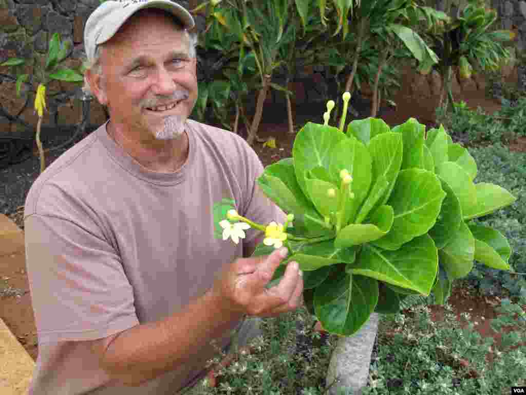 In the 1970s, Steve Perlman, seen here in the National Tropical Botanical Garden on the island of Kauai, was inspired to rappel off Kaua`i’s high cliffs to save this rare Hawaiian plant known as the Alula. (Heidi Chang/VOA)