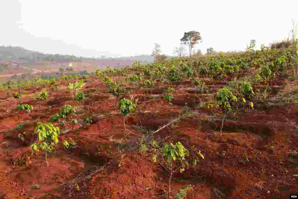 ដើមកាហ្វេពូជអារ៉ាប៊ីកា (Arabica) នៅក្នុងចំការកាហ្វេរបស់លោក ប៊ូ សុភាព ក្នុងខេត្តមណ្ឌលគិរី កាលពីថ្ងៃទី១១ ខែមិនា ឆ្នាំ២០១៥។