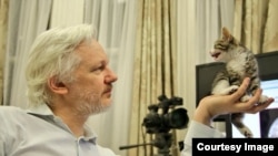 Julian Assange is seen with his new pet kitten. (Via @EmbassyCat)