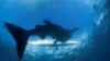 Deux touristes tuées par un requin en Égypte