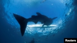 Seorang penyelam scuba berenang di dekat hiu paus saat mendekati perahu dayung di lepas pantai Tan-awan, Oslob, di Cebu, Filipina selatan, 1 Maret 2013. (Foto: REUTERS / David Loh