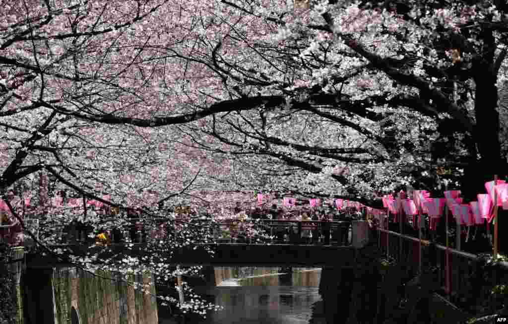2018年3月23日，东京樱花盛开。气象机构说，由于天气温暖，今年樱花开得早，比过去平均花期提前了九天。