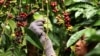 Bahan Kimia dan Potensi Hambatan Ekspor Kopi Indonesia 