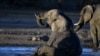 Conservation Group Urges Tracking of Botswana’s Big Tusk Elephants