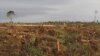 Demand for Palm Oil Fuels Land Conflicts in Africa, Southeast Asia