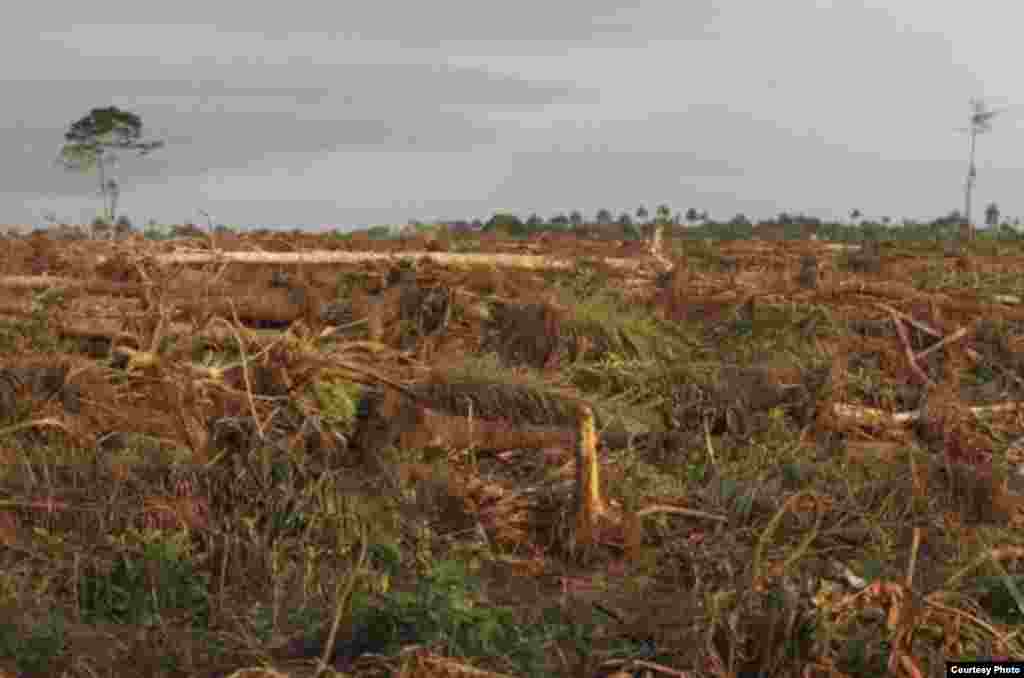 New high resolution maps show the world is losing 50 football fields a minute of forested land. These forests were razed in southwest Cameroon for a palm oil plantation. (Center for Environment and Development Cameroon)