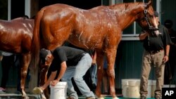 Triple Crown hopeful Justify is bathed by Carlos Martin after a workout at Belmont Park, June 8, 2018, in Elmont, N.Y.